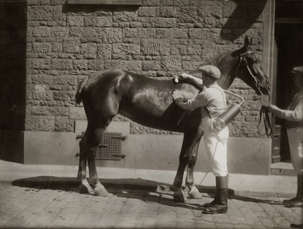 A horse is vacuumed using the vacuum cleaner model V (1921-28)